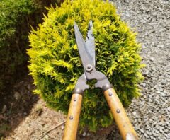 料金を調べているカインズでの剪定