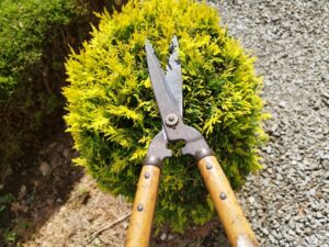 料金を調べているカインズでの剪定