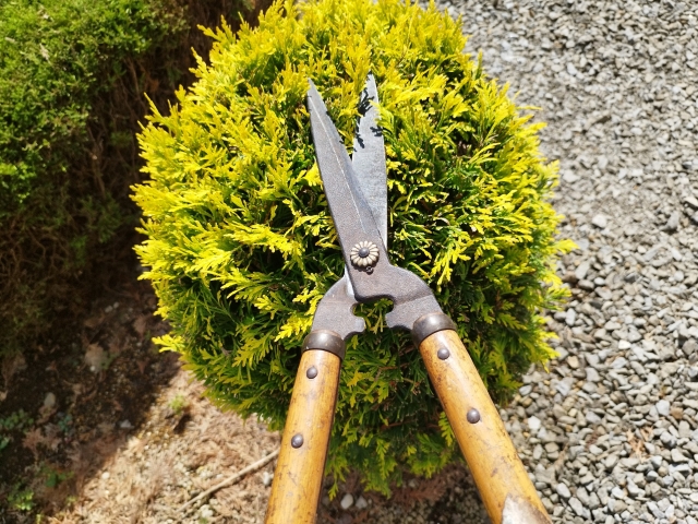 カインズの剪定料金はいくら?相場・サービス内容・安く抑えるコツも解説!