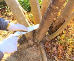 シルバー人材センターに依頼して木の伐採をしてもらっているところ