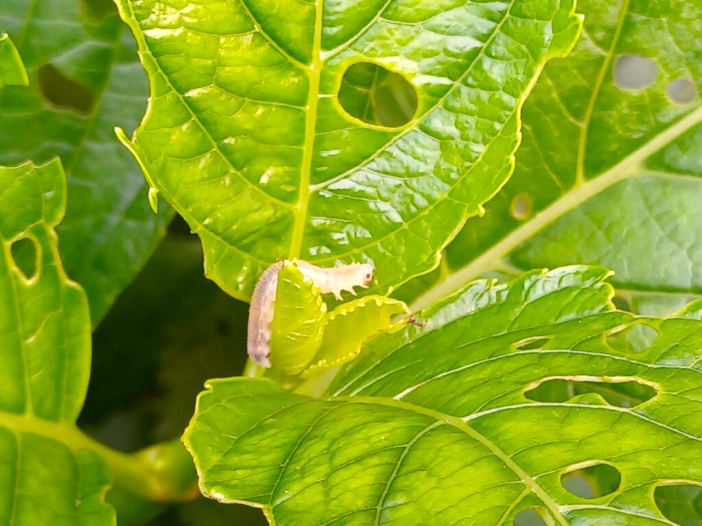 庭のブヨ以外にも注意したい毛虫の画像