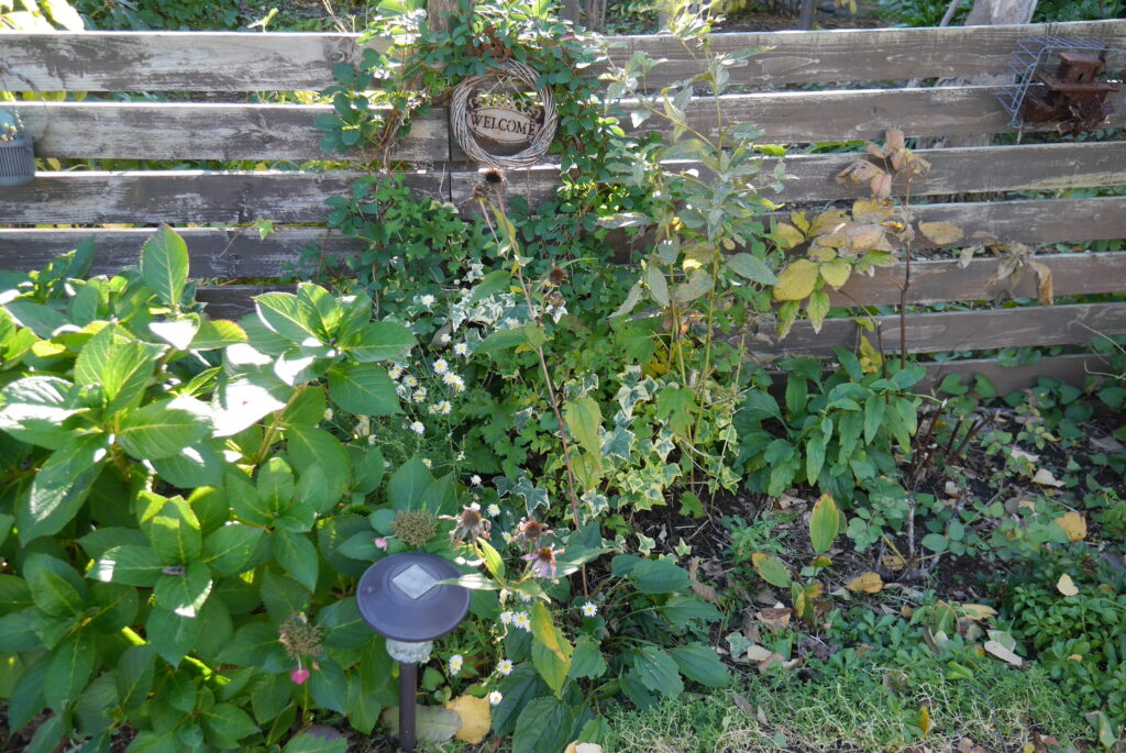 ブヨがいる朝顔がある庭