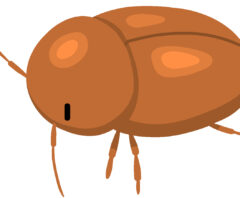 人体に害が少ないとされるシバンムシの画像