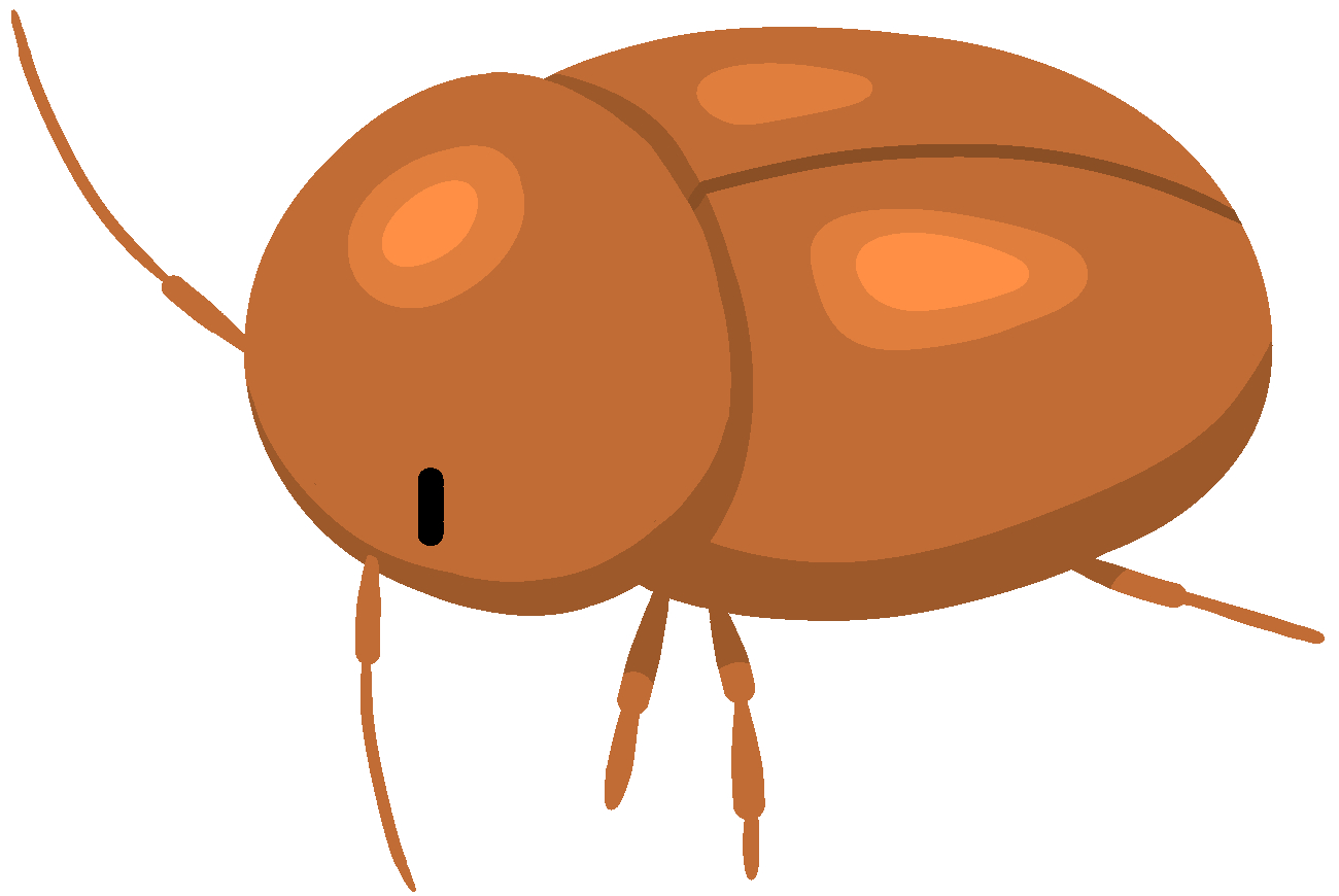 シバンムシの人体への影響・害は？駆除方法、発生源、対策などを徹底解説