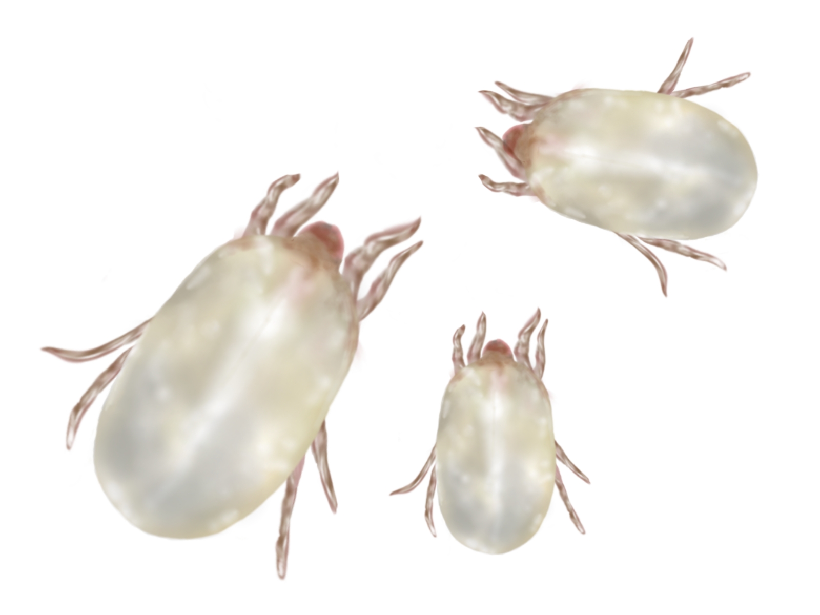 ダニに見える白い虫