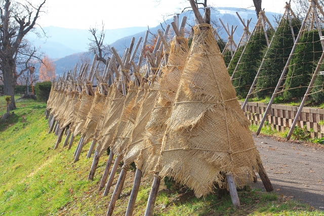 低木の冬囲いを業者に依頼するのもおすすめ