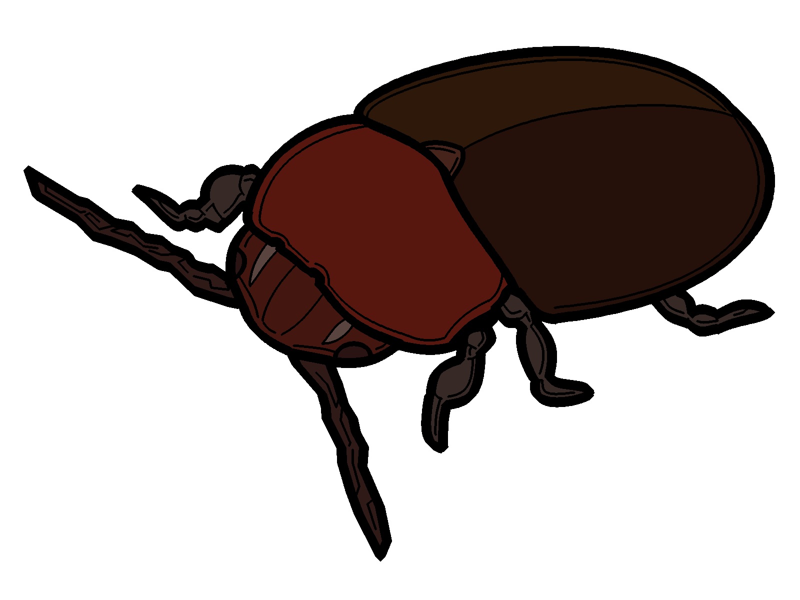 布団に生息しているシバンムシ