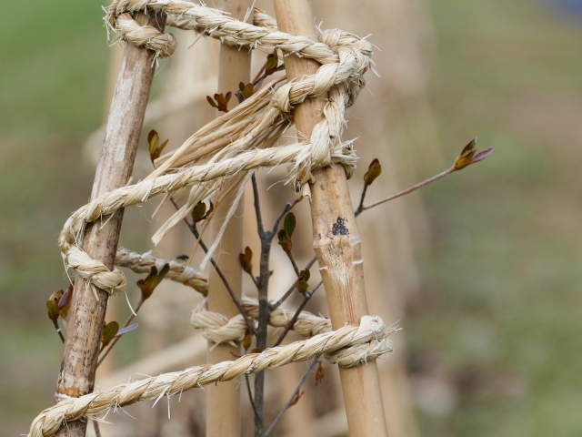 低木の冬囲いが必要な理由【地域や時期の目安も解説】