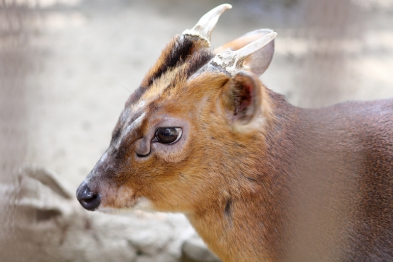 キョンの駆除について