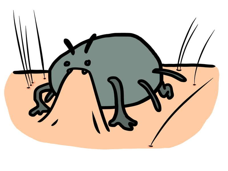 マダニが家の中にいるリスク