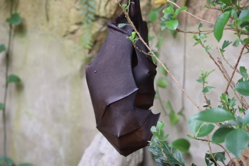 コウモリが部屋の中に入ってきたとき