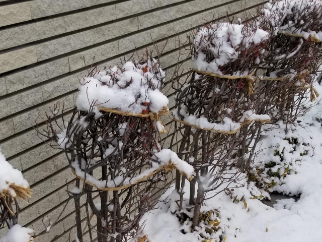 冬囲いが必要な低木の樹種