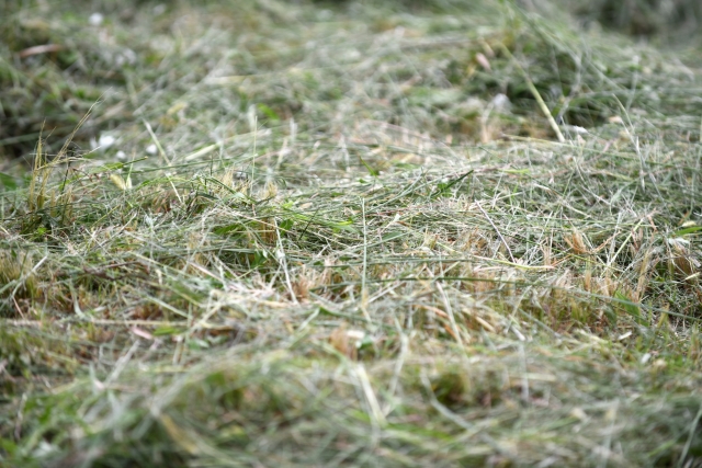 でこぼこ庭の整地を業者に依頼すべきケース