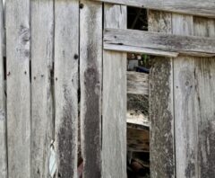 ゴキブリの隙間