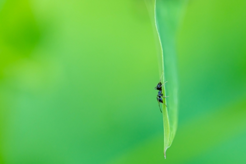 おすすめのアリ駆除業者を確認
