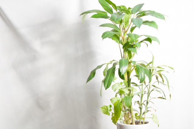 引っ越しで植木鉢(鉢植え)やプランターを運ぶ方法4選｜費用相場・梱包・運搬時の注意点までを徹底解説