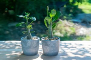引っ越し業者で運搬可能な観葉植物