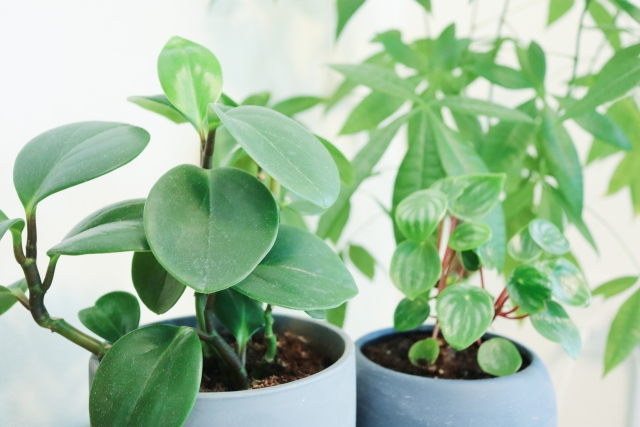 引っ越し業者で運搬可能な観葉植物