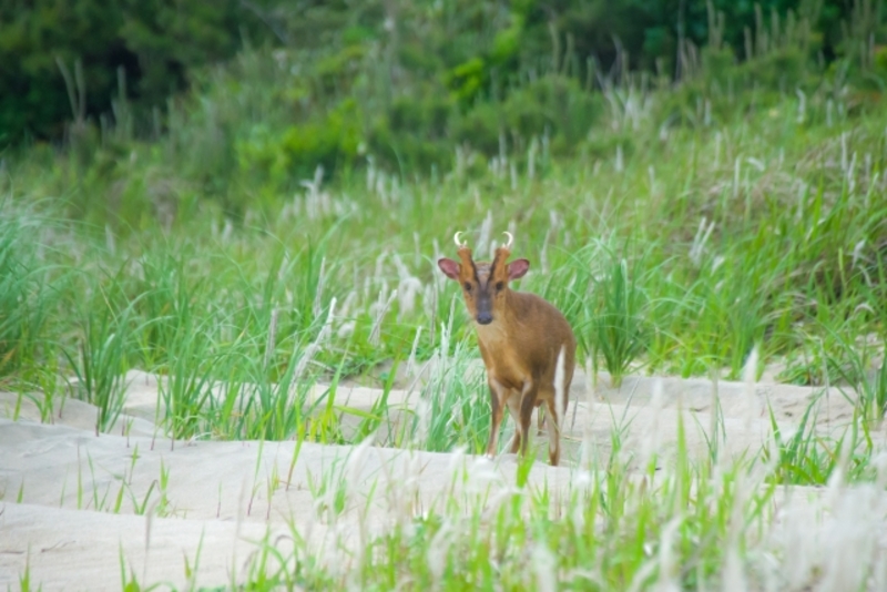 キョン駆除の完全ガイド｜被害の実態と有効な対策法・費用を徹底解説
