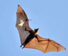 コウモリが家の中に入ってきた