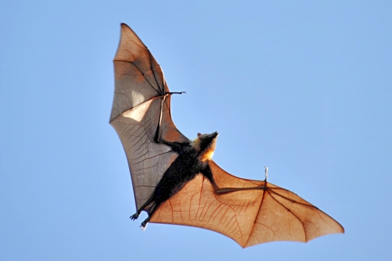 コウモリが家・部屋に入ってきたときの対処法3選！追い出し後の対策も紹介