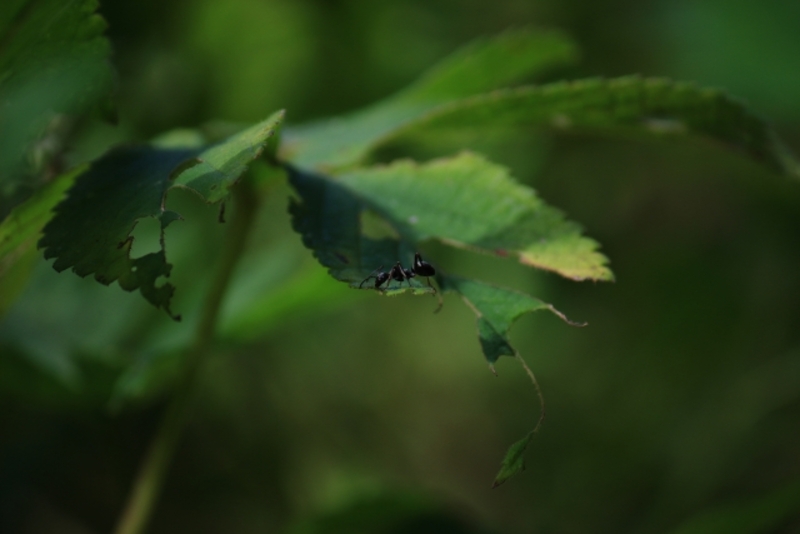 アルゼンチンアリの生態