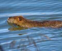 ヌートリアの駆除