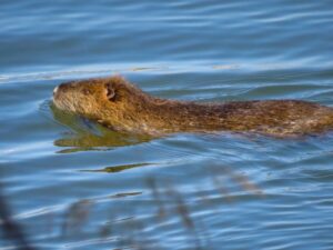ヌートリアの駆除