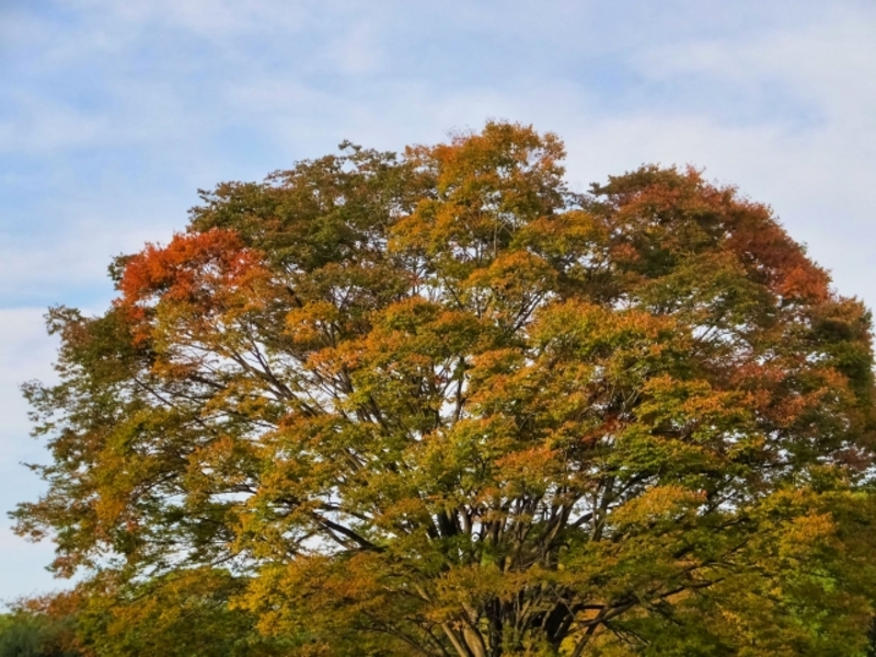 20mのケヤキ伐採処分費用を調査