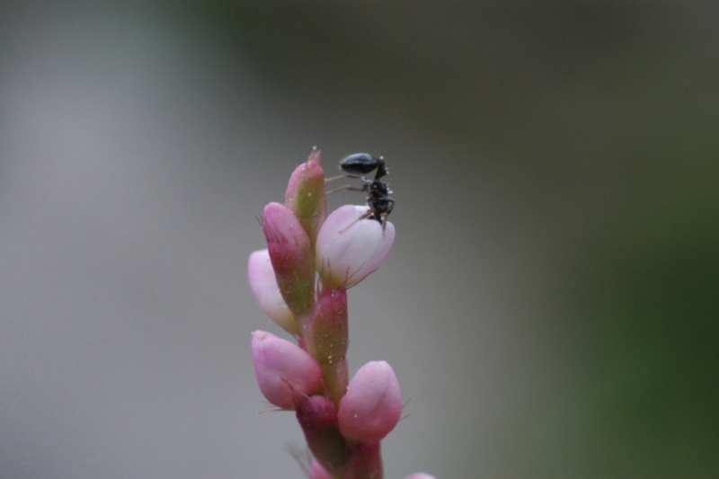 おすすめのアリ駆除業者をチェック