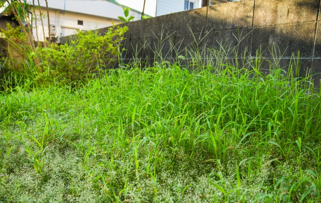草が生い茂った空き地の様子