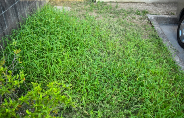 草が生い茂った空き地の様子