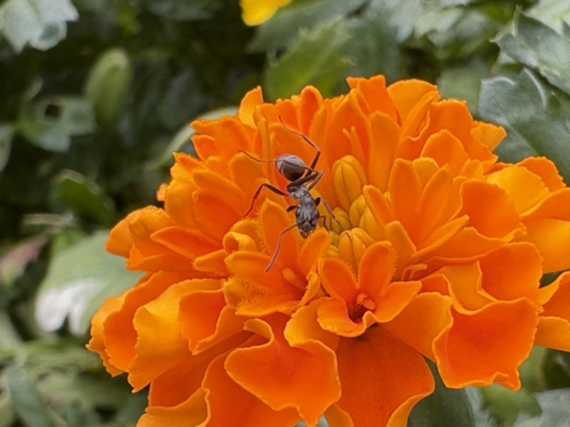 アルゼンチンアリ駆除の方法まとめ｜自力対策と業者依頼の違い・費用を解説