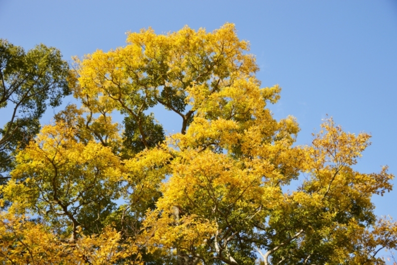 20mのケヤキ伐採処分費用相場