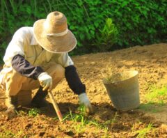 庭で草むしり作業をしている高齢の作業員の様子