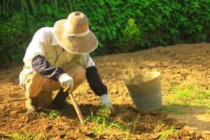 庭で草むしり作業をしている高齢の作業員の様子