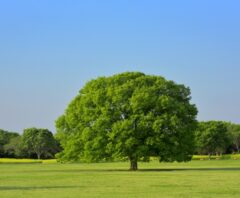 20mのケヤキ伐採処分費用