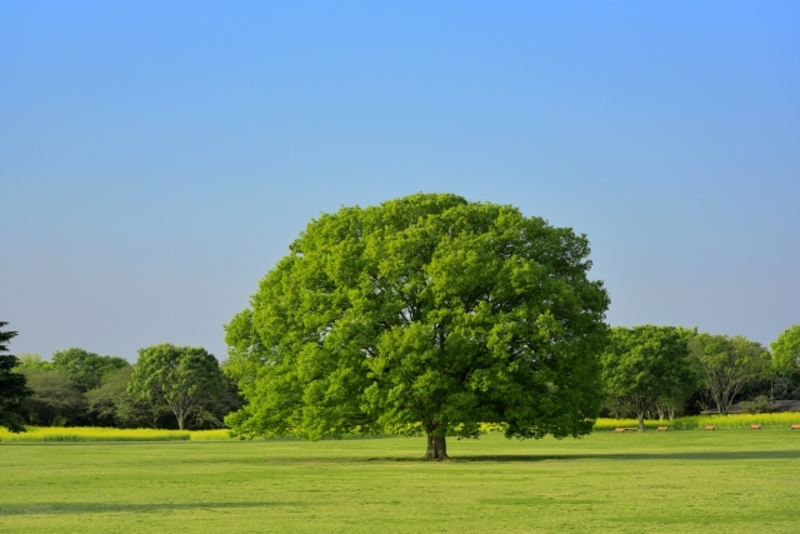 20mケヤキの伐採・処分費用はいくら？相場・内訳・費用を抑えるコツまで徹底解説