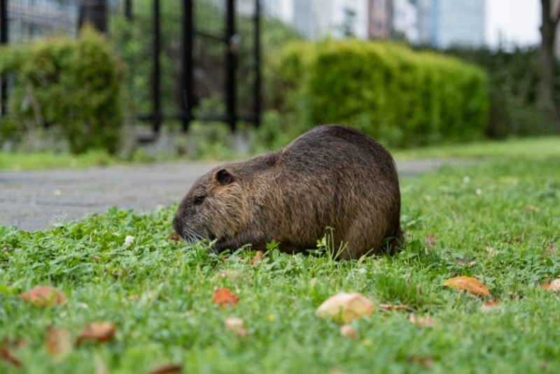 ヌートリアの駆除と生態