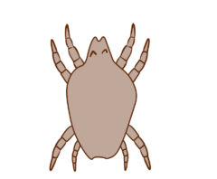 ダニかもしれない見える白い虫
