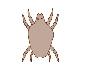 ダニかもしれない見える白い虫