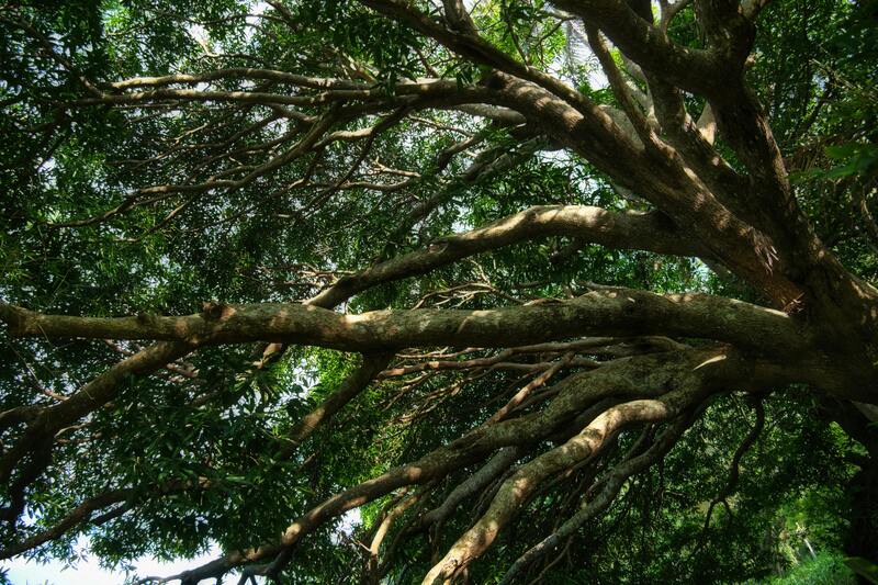 10m以上の木の伐採費用をリサーチ