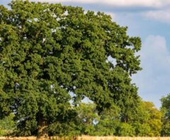 10m以上の木の伐採費用