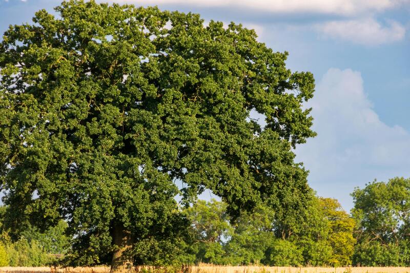 10m以上の木の伐採費用完全ガイド｜高さ別の相場・内訳・安くする方法まで解説