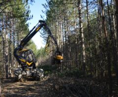 吊るし切りの伐採費用