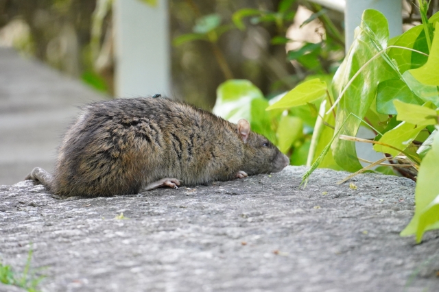 出る時期を調べて対策をする予定のネズミ