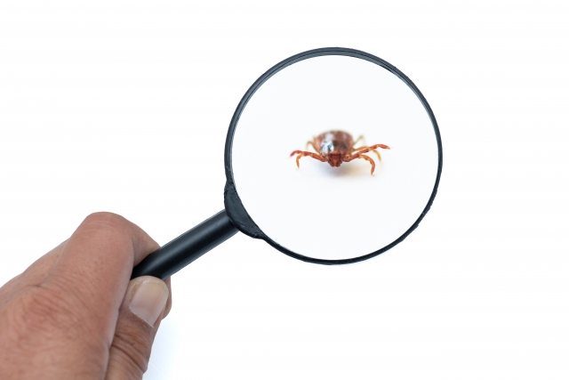 怖いと思っているダニを発見したところ