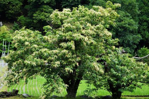 栗の木の伐採は業者へ依頼すべきケースとは？