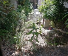 荒れた庭の業者費用