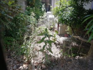 荒れた庭の業者費用